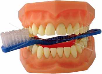 photo - teeth-with-toothbrush-jpg